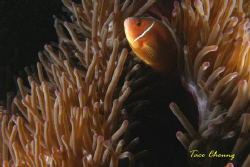 Anemonefish at Moalboal with Olympus C 7070 by Taco Cheung 